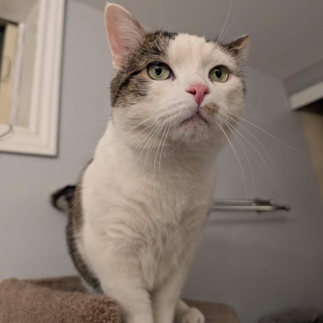 Toby, a Adoptable Domestic Short Hair in Puslinch, ON image 4/6