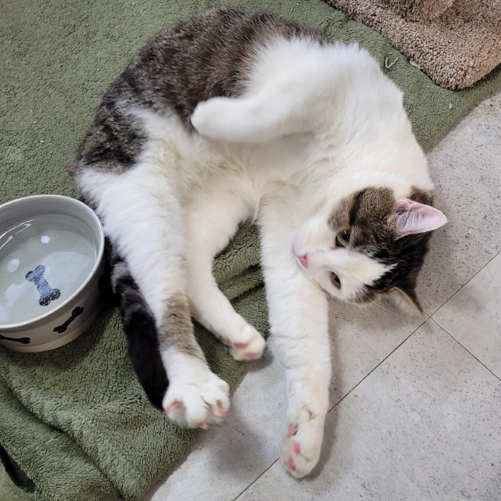 Toby, a Adoptable Domestic Short Hair in Puslinch, ON image 5/6