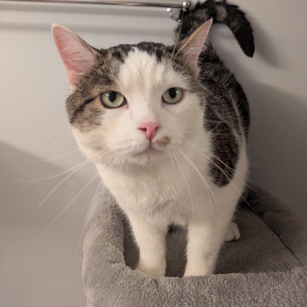 Toby, a Adoptable Domestic Short Hair in Puslinch, ON image 4/4