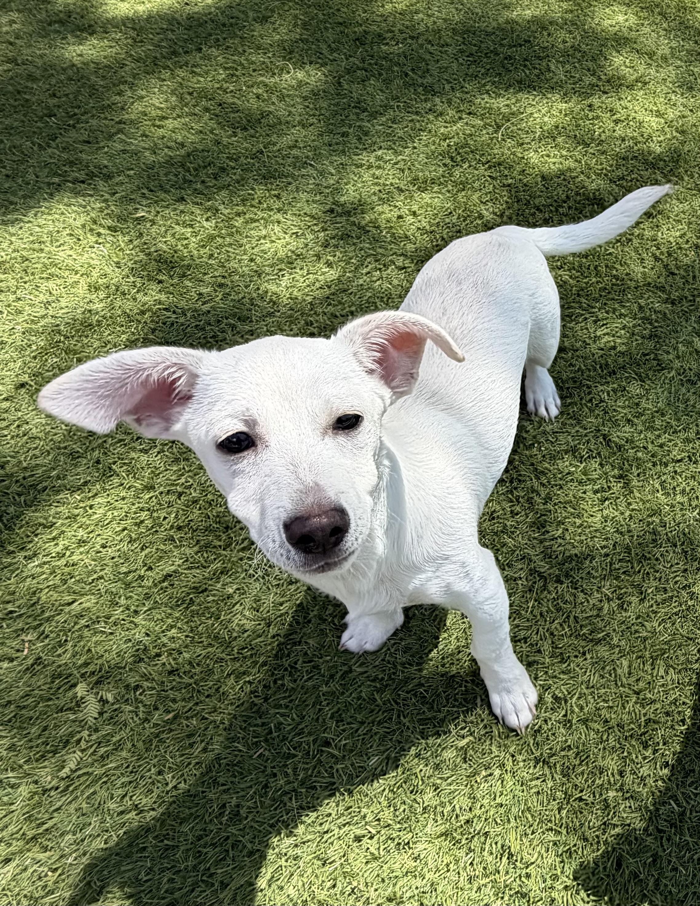 Enlarge Sebastian, a Adoptable Chihuahua in Phoenix, AZ image 5/5