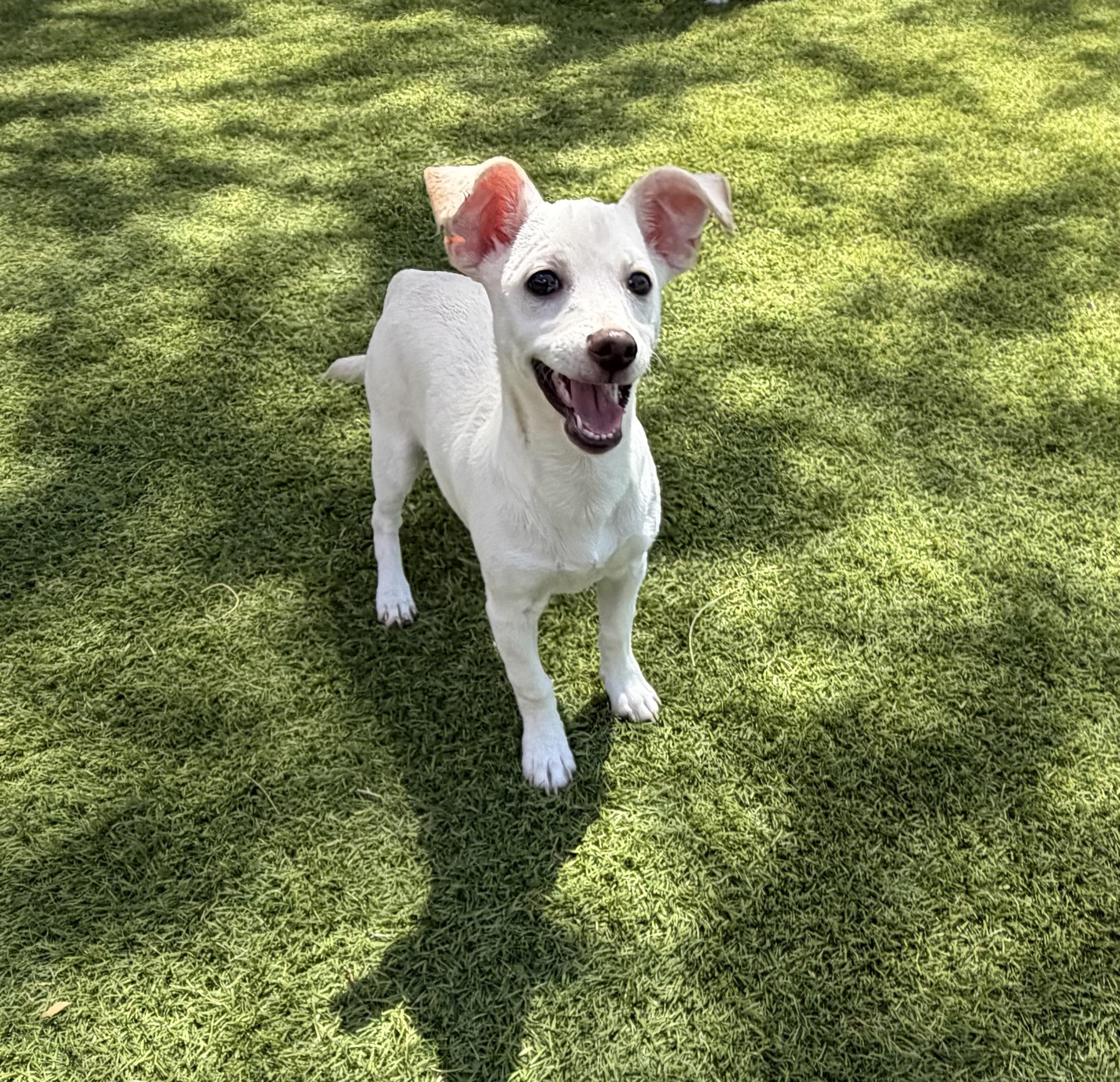 Enlarge Sebastian, a Adoptable Chihuahua in Phoenix, AZ image 1/5