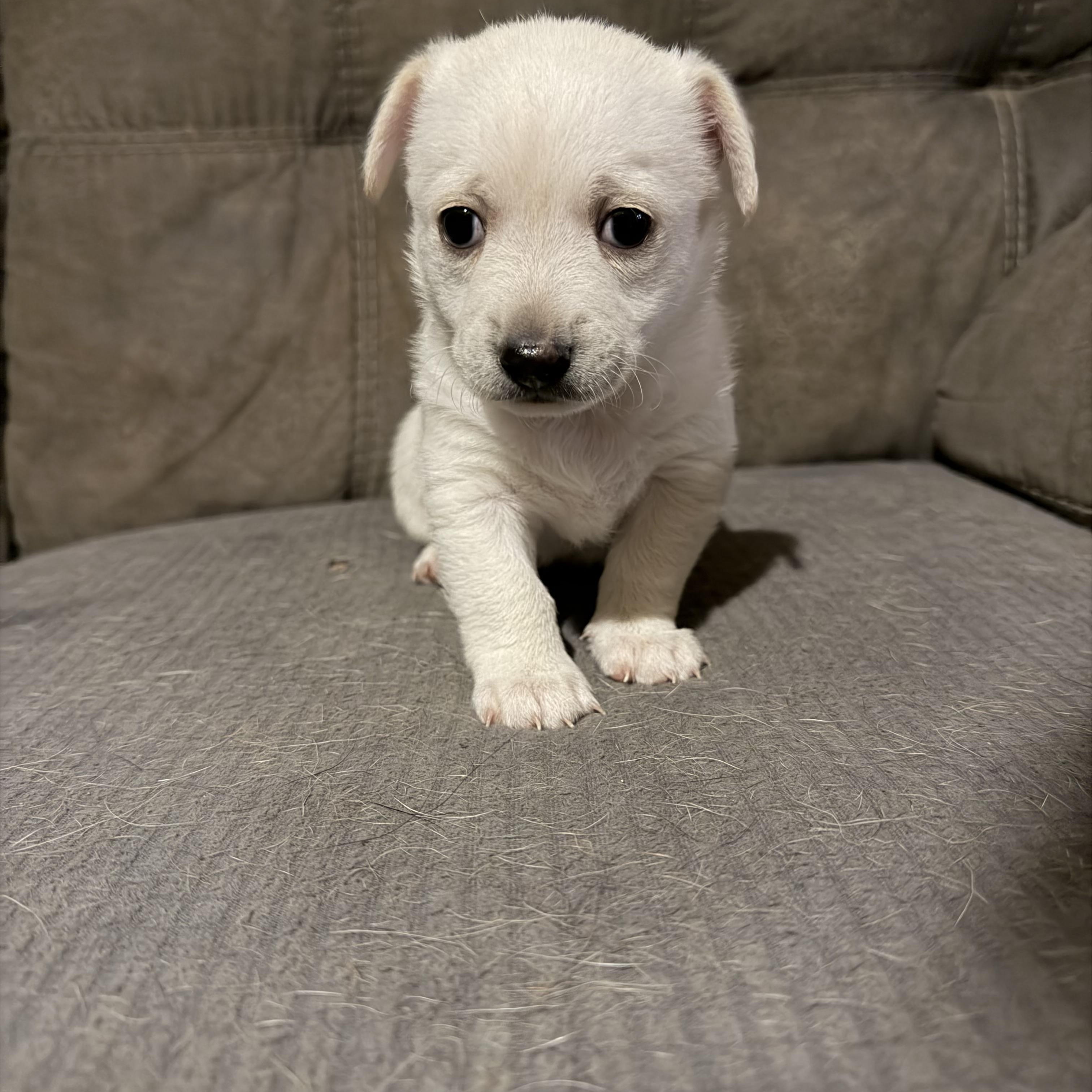 Enlarge Sebastian, a Adoptable Chihuahua in Phoenix, AZ image 2/5