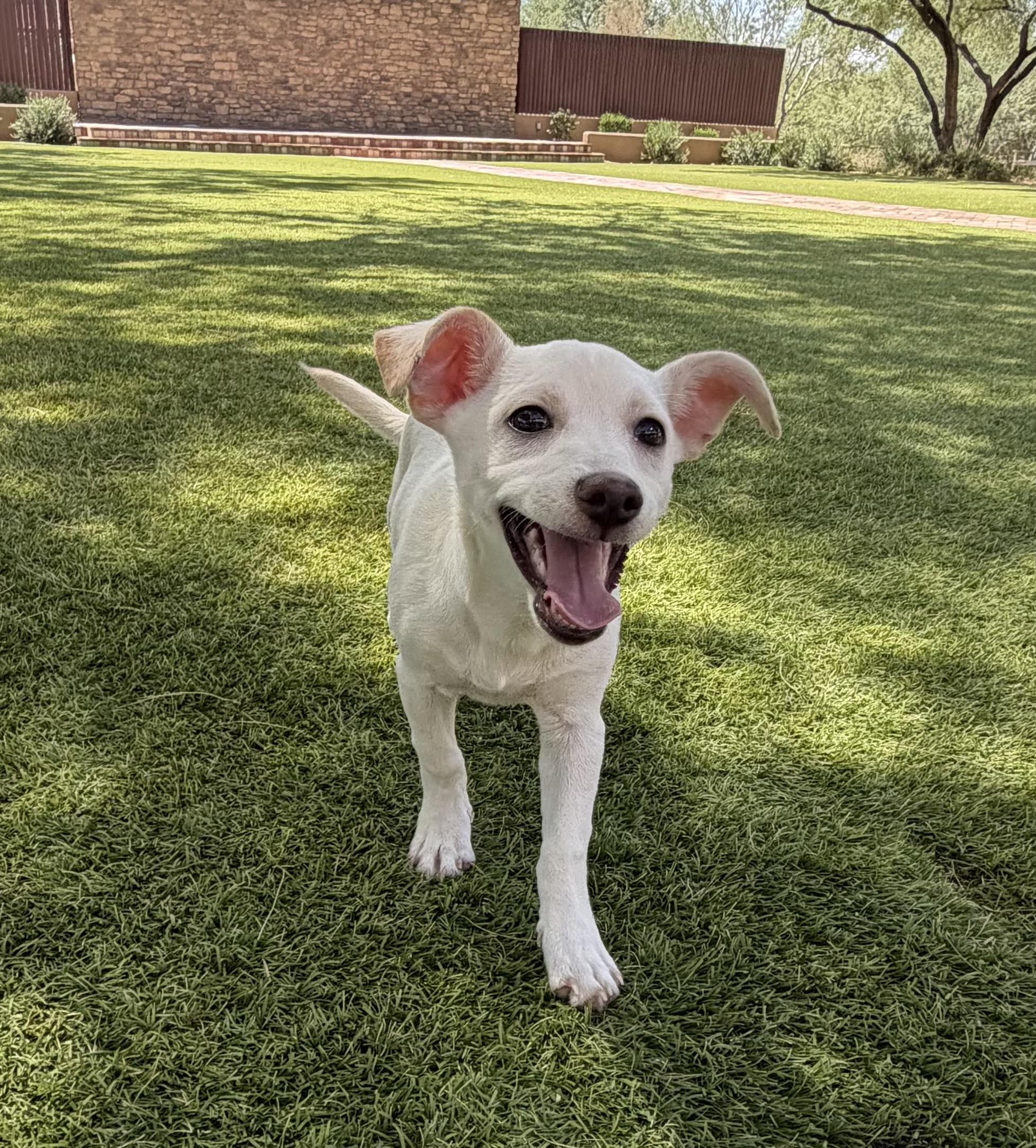 Enlarge Sebastian, a Adoptable Chihuahua in Phoenix, AZ image 4/5
