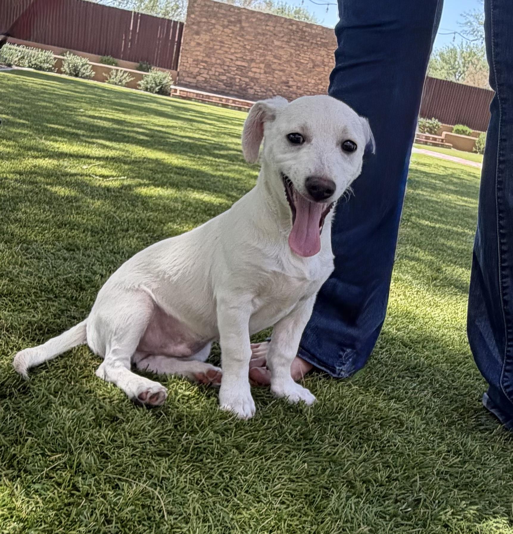 Enlarge Sebastian, a Adoptable Chihuahua in Phoenix, AZ image 3/5