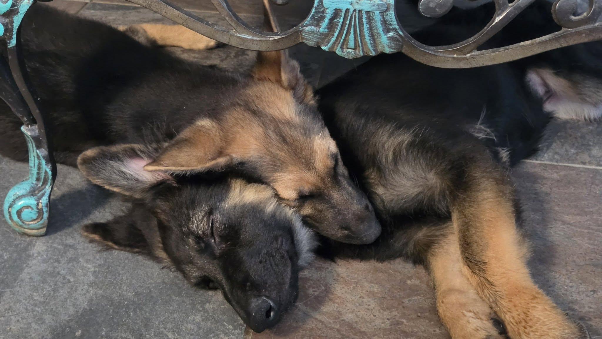 Kesa, an adopted German Shepherd Dog in Dallas, TX image 5/6