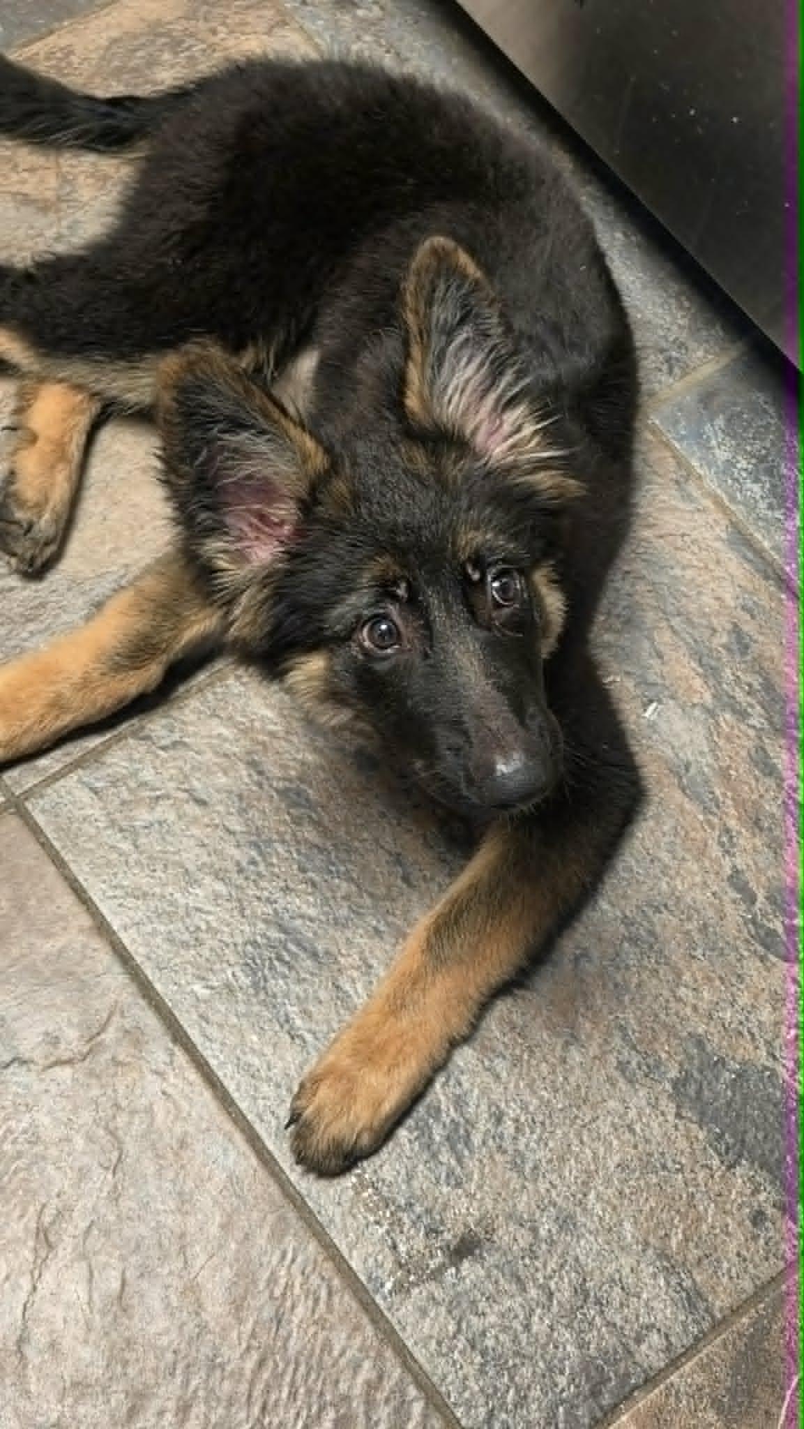 Kesa, an adopted German Shepherd Dog in Dallas, TX image 1/6