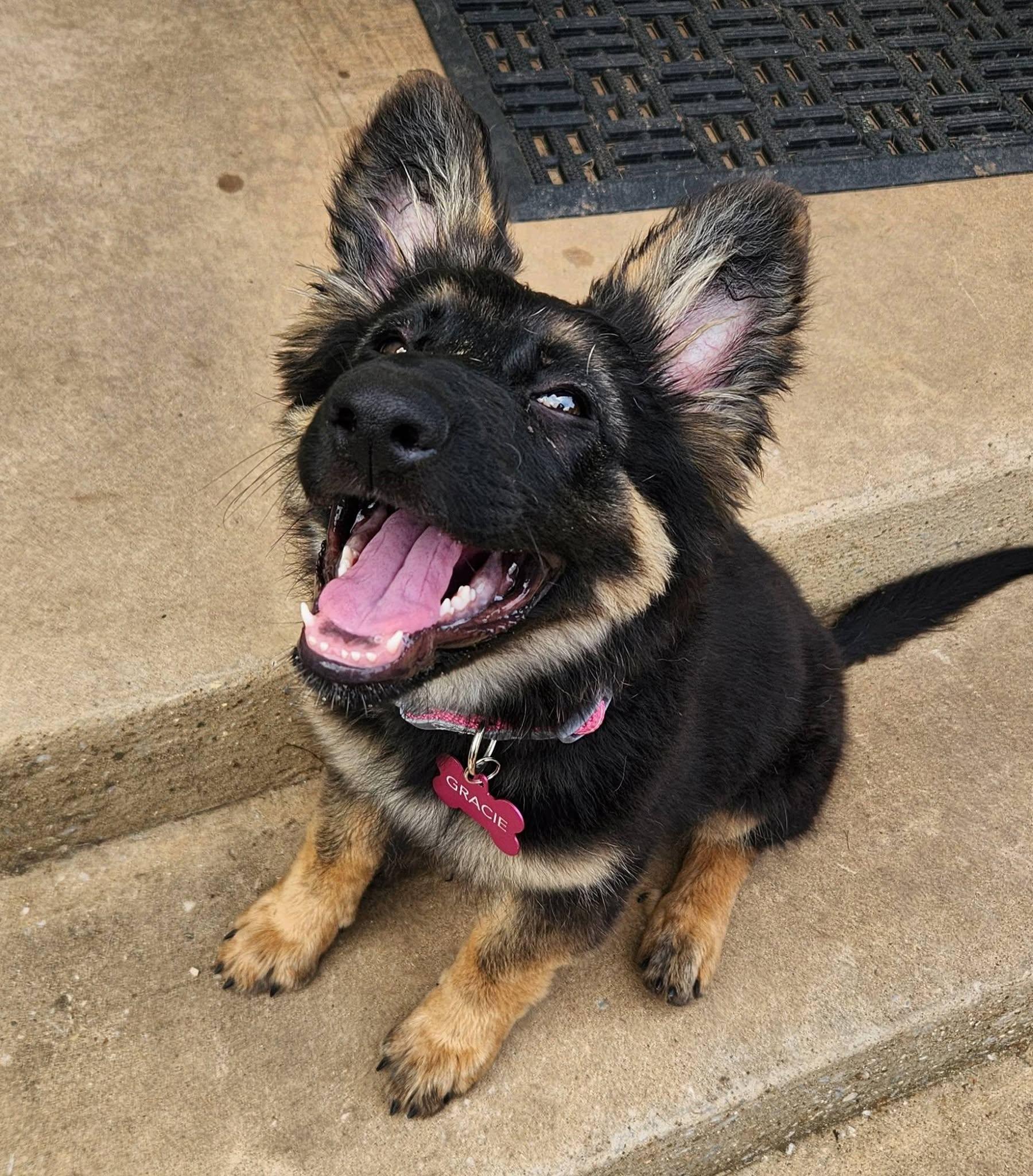 Kesa, an adopted German Shepherd Dog in Dallas, TX image 3/6