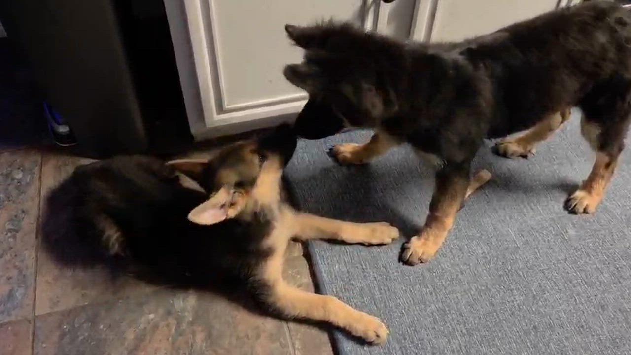 Enlarge Kesa, an adopted German Shepherd Dog in Dallas, TX video 6/6