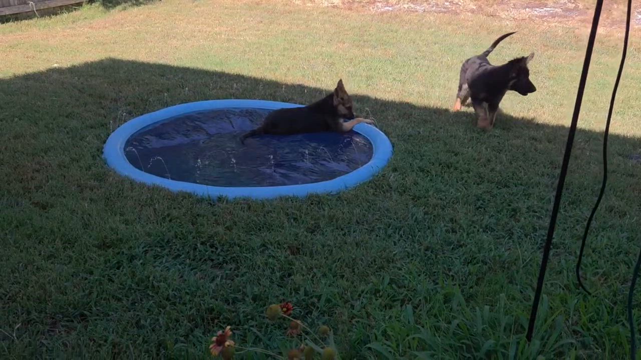 Enlarge Kesa, an adopted German Shepherd Dog in Dallas, TX video 2/6