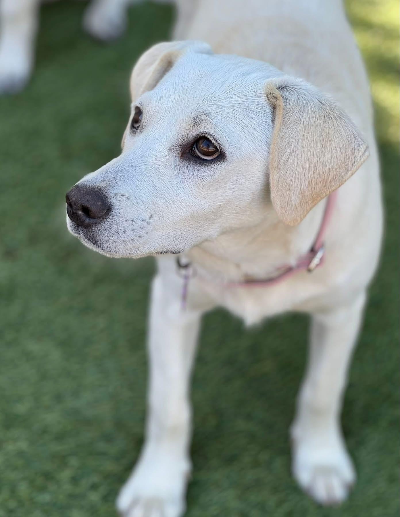 Blondie, ADOPTABLE, Young Female Labrador Retriever & Australian Cattle Dog / Blue Heeler.