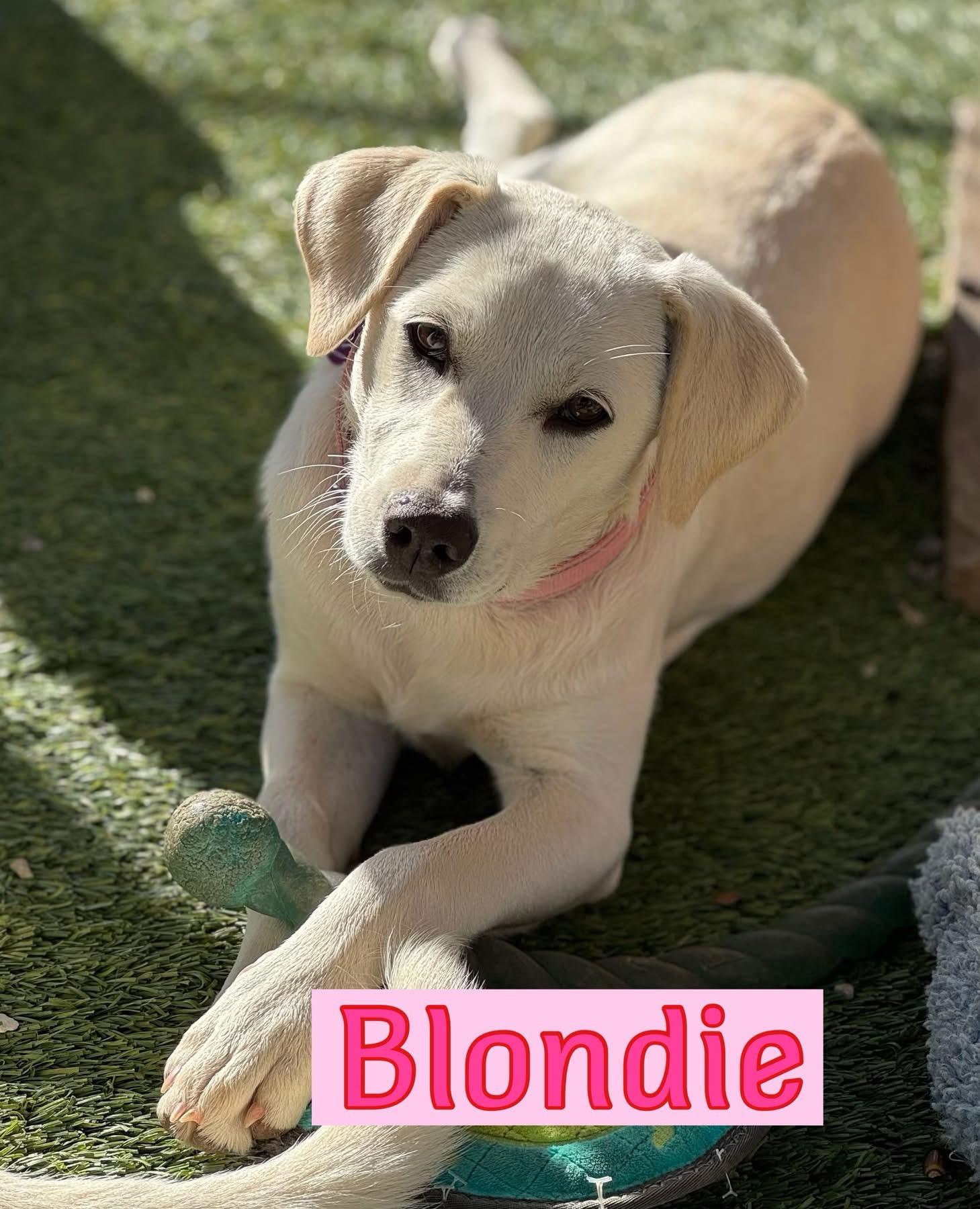 Enlarge Blondie, a ADOPTABLE mixed breed in Southlake, TX image 2/3