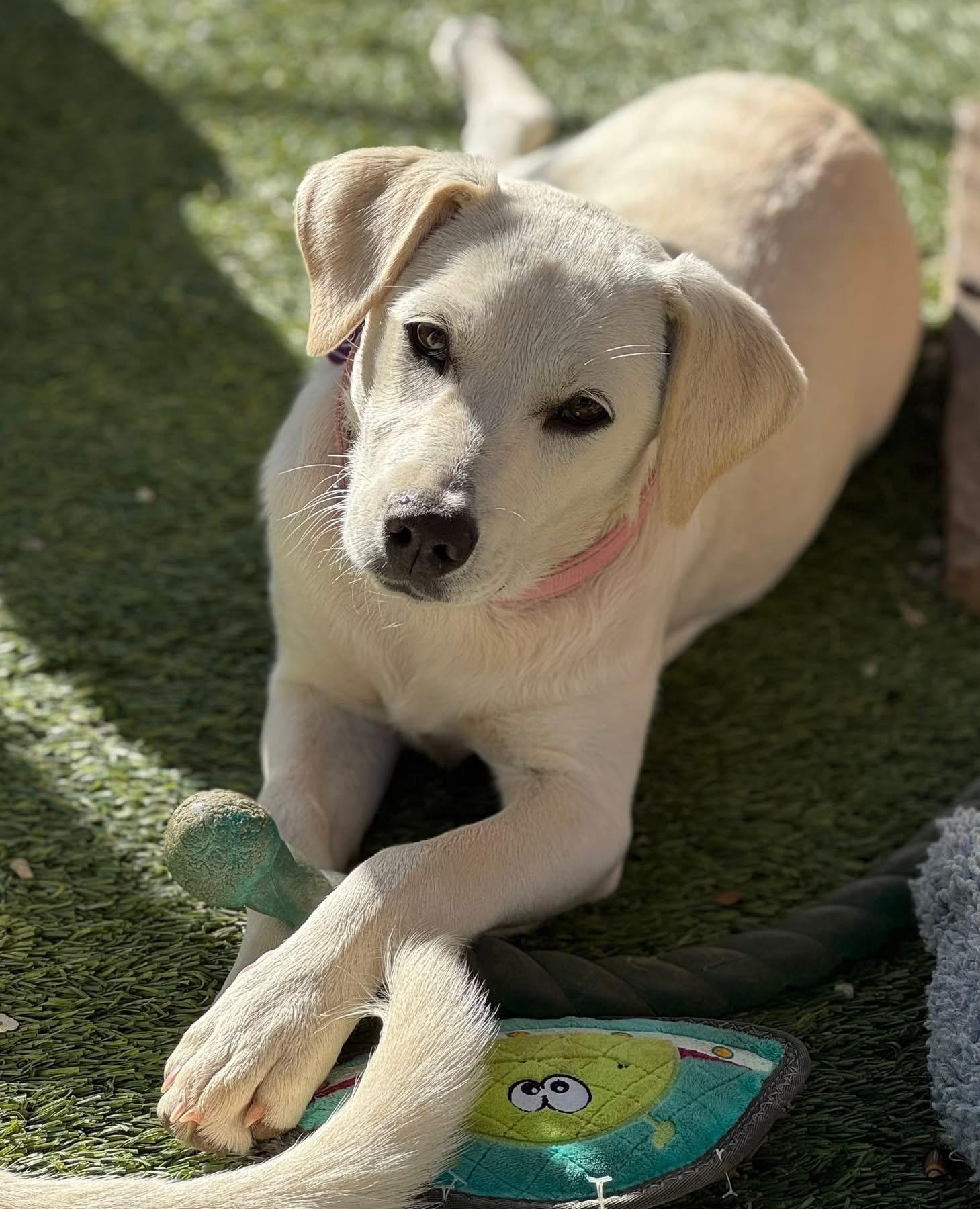 Enlarge Blondie, a ADOPTABLE mixed breed in Southlake, TX image 3/3