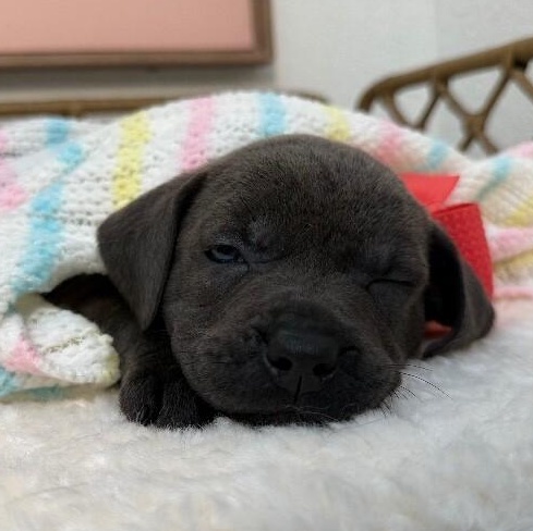 Zola Love — thumbnail 4