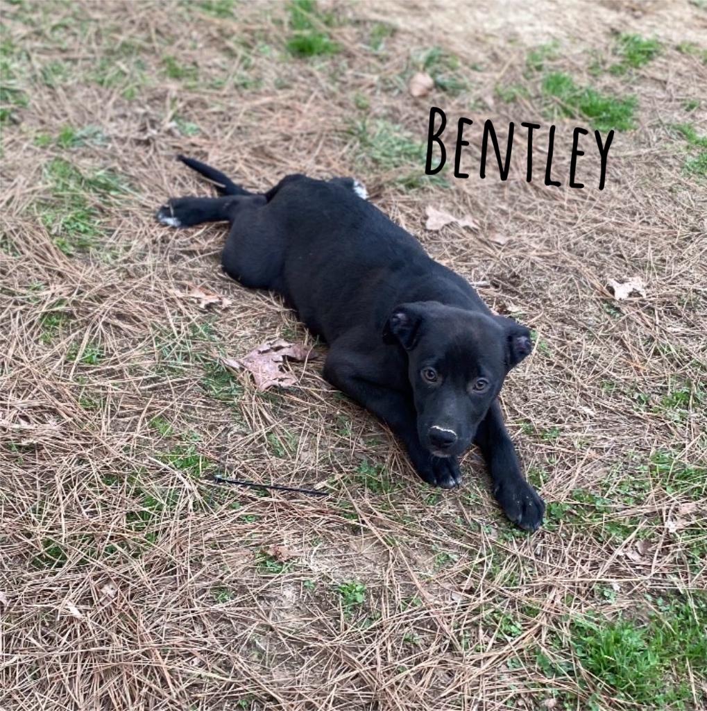 Bentley, a Adoptable mixed breed in Pembroke, MA image 2/2