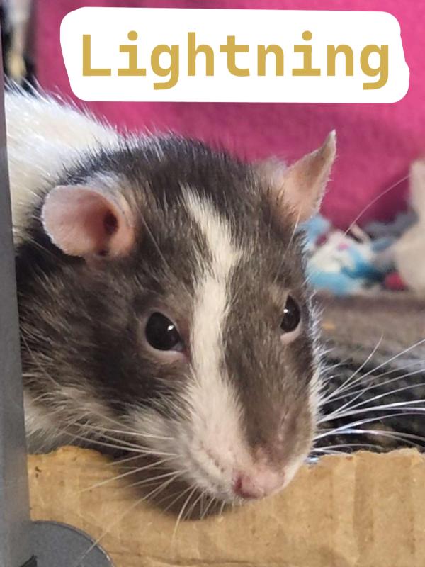 Enlarge Lightning, Half & Half and Pixie, a Adoptable Rat in Auburn, ME image 2/3
