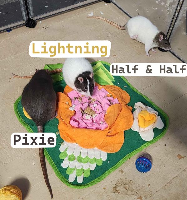 Lightning, Half & Half and Pixie, Adoptable, Adult Female Rat.