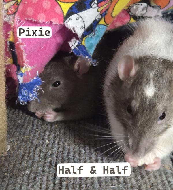 Enlarge Lightning, Half & Half and Pixie, a Adoptable Rat in Auburn, ME image 3/3