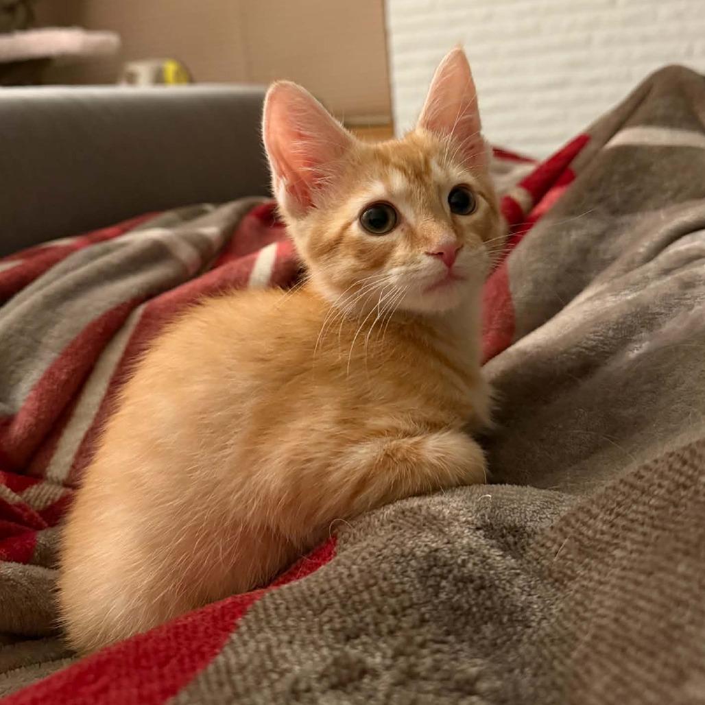Simba, Adoptable, Kitten Male Domestic Short Hair.