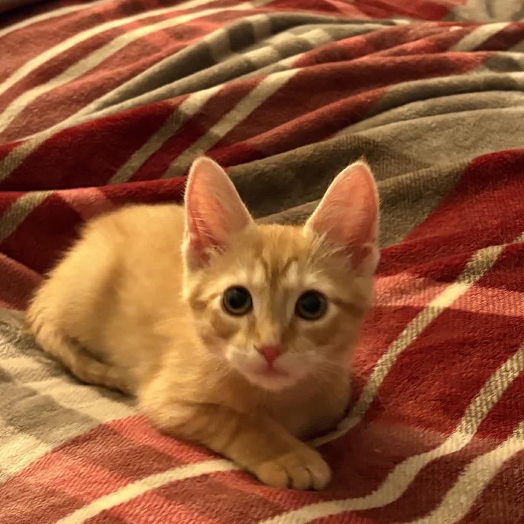 Enlarge Simba, a Adoptable Domestic Short Hair in North Canton, OH image 2/6