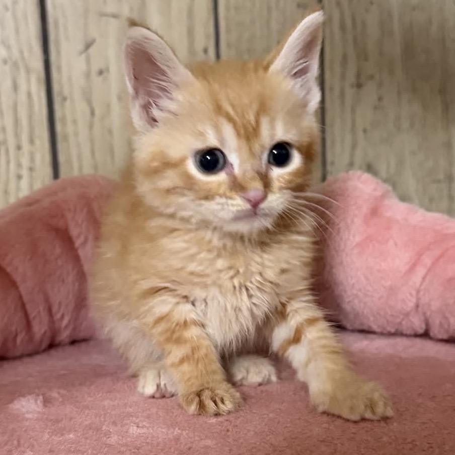 Enlarge Simba, a Adoptable Domestic Short Hair in North Canton, OH image 3/6