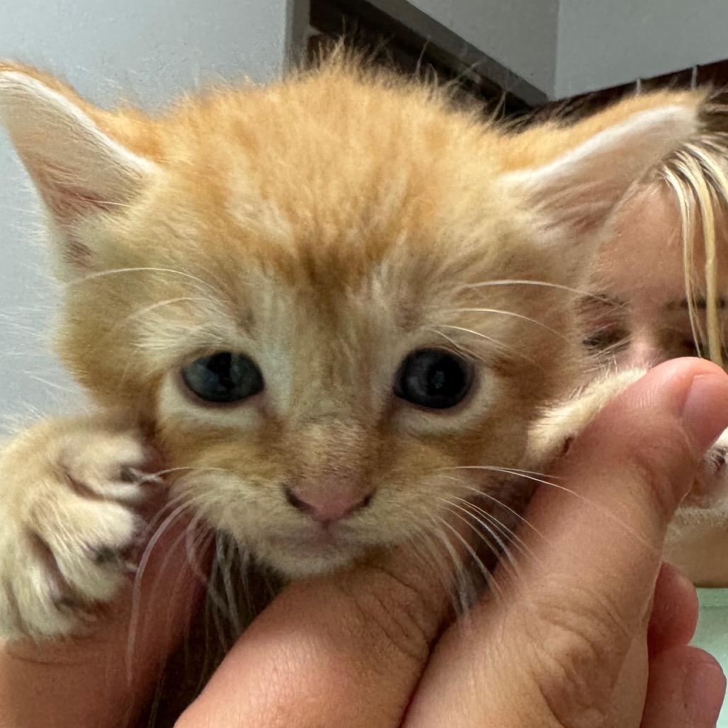 Enlarge Simba, a Adoptable Domestic Short Hair in North Canton, OH image 4/6