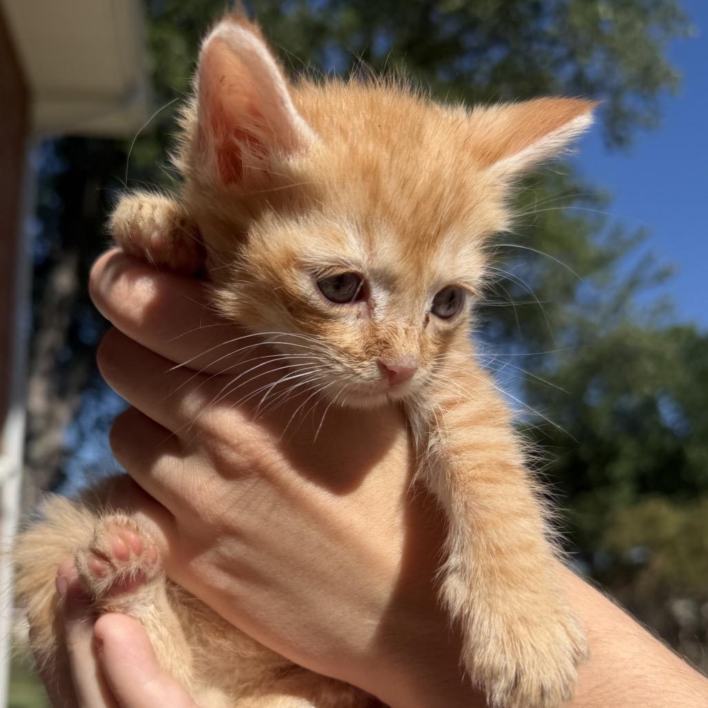 Enlarge Simba, a Adoptable Domestic Short Hair in North Canton, OH image 5/6