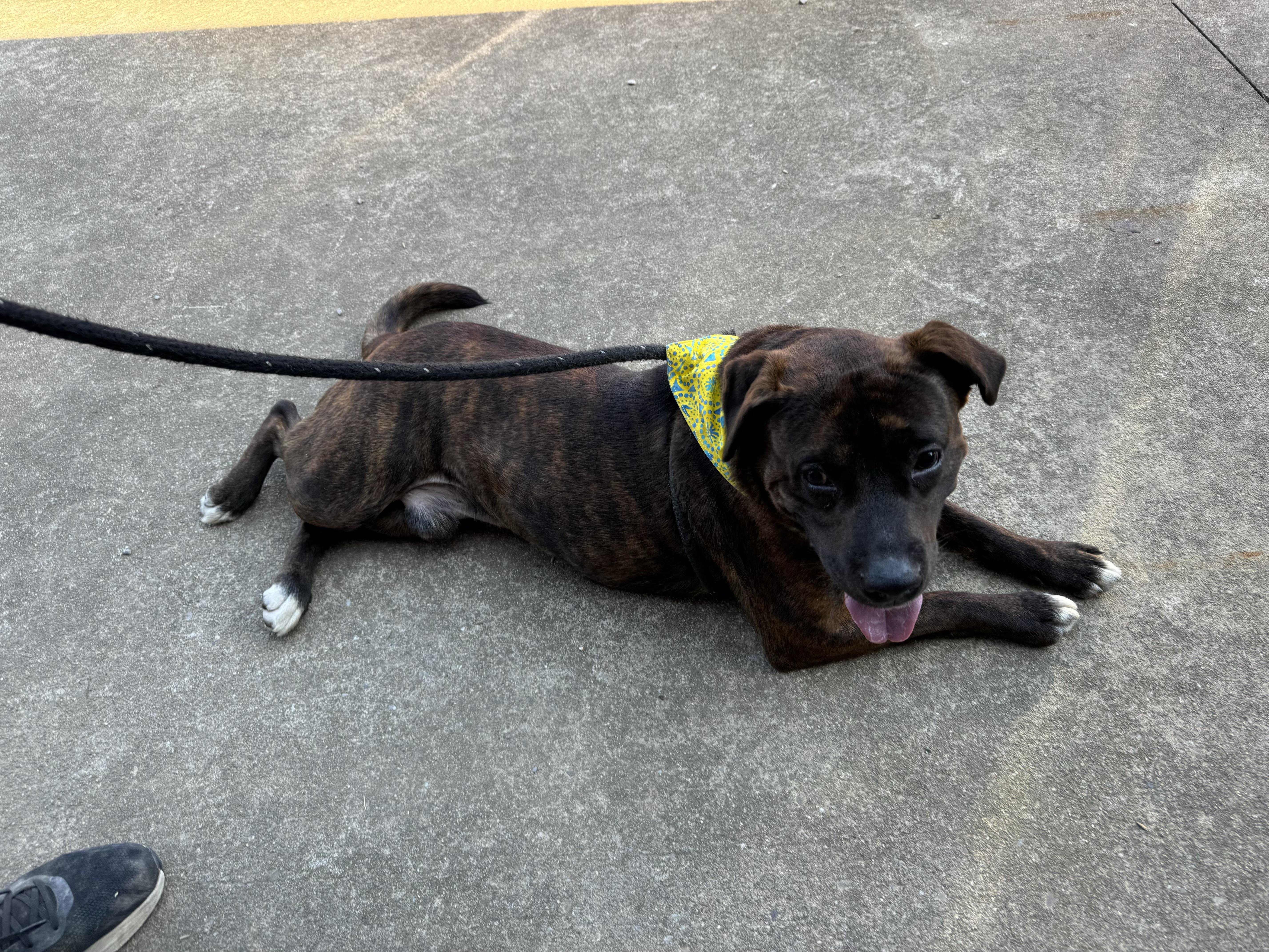 Atticus Finch, Adoptable, Adult Male American Staffordshire Terrier.