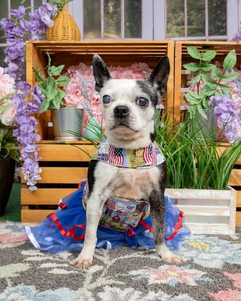 Dolores, Adopted, Senior Female Boston Terrier.