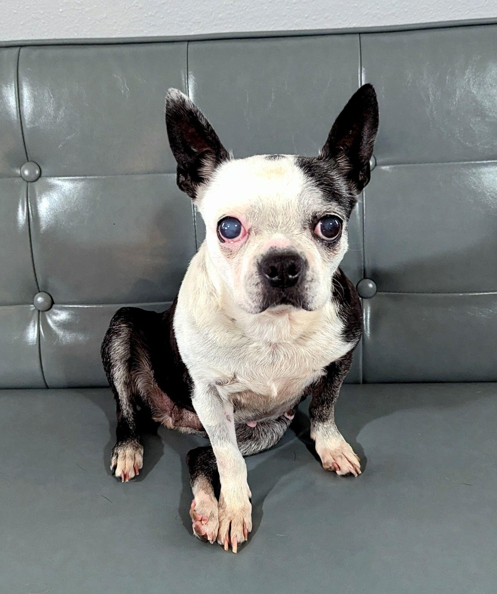 Enlarge Dolores, a Adopted Boston Terrier in Huntington Beach, CA image 2/3