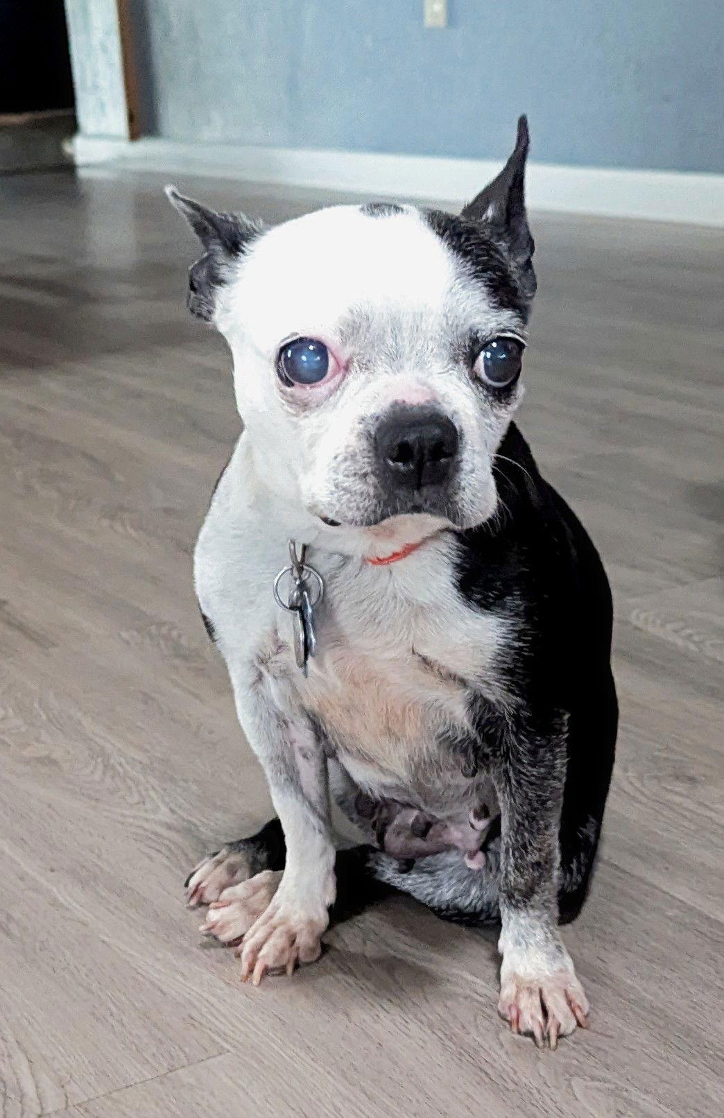 Enlarge Dolores, a Adopted Boston Terrier in Huntington Beach, CA image 3/3