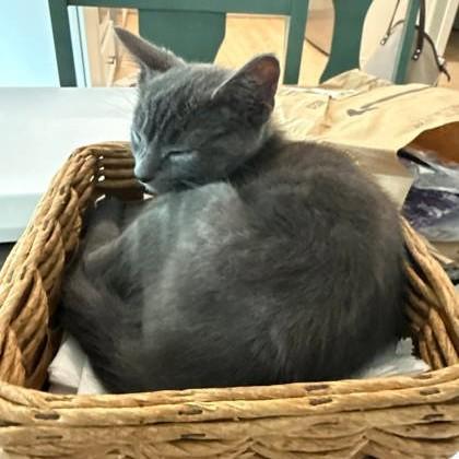 Enlarge Clue, an adopted Domestic Short Hair in Phoenixville, PA image 2/2