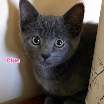 Enlarge Clue, an adopted Domestic Short Hair in Phoenixville, PA image 1/2