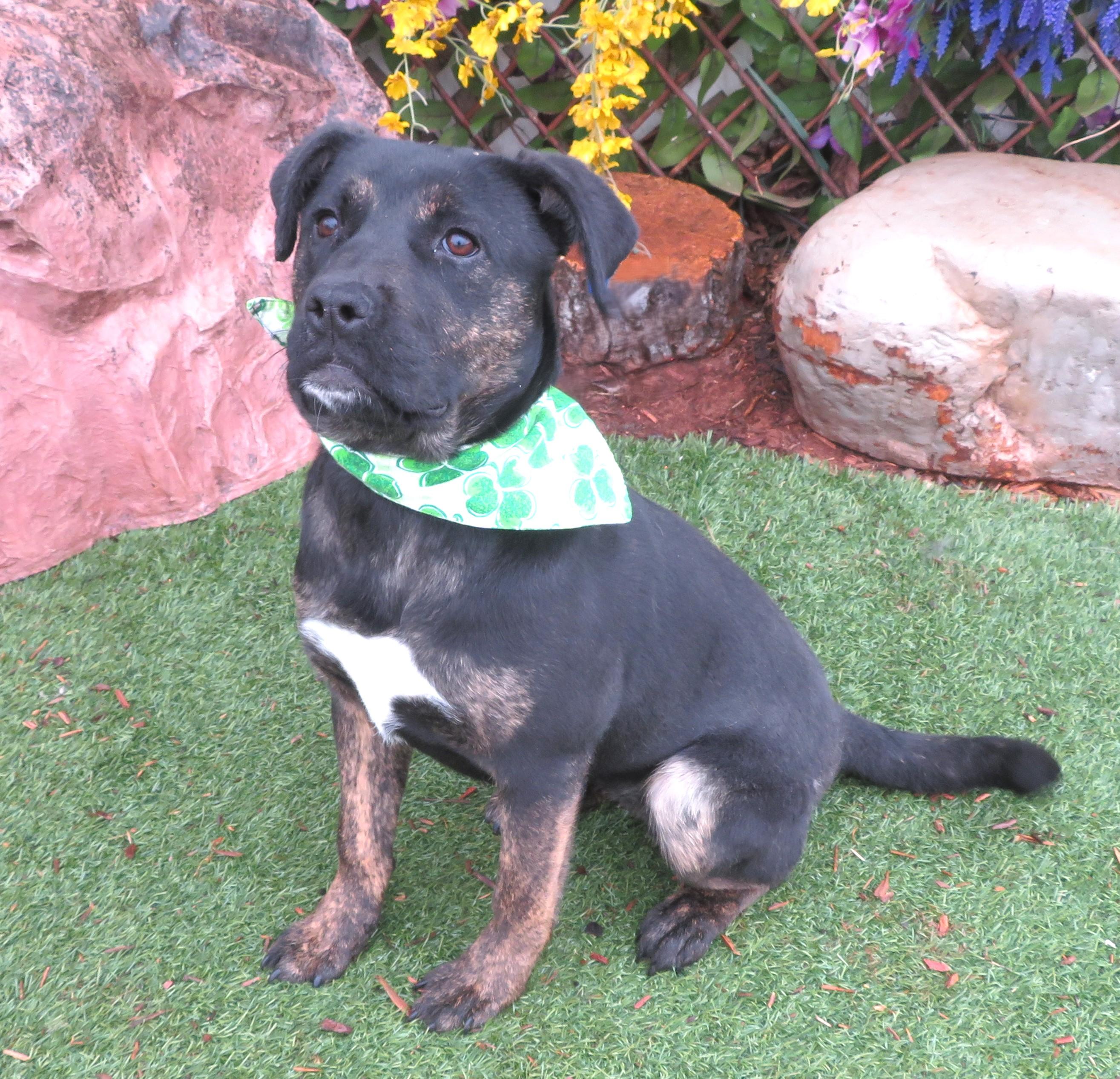 PRINCESS 466352 PUP!, ADOPTABLE, Young Female Rottweiler & Terrier.