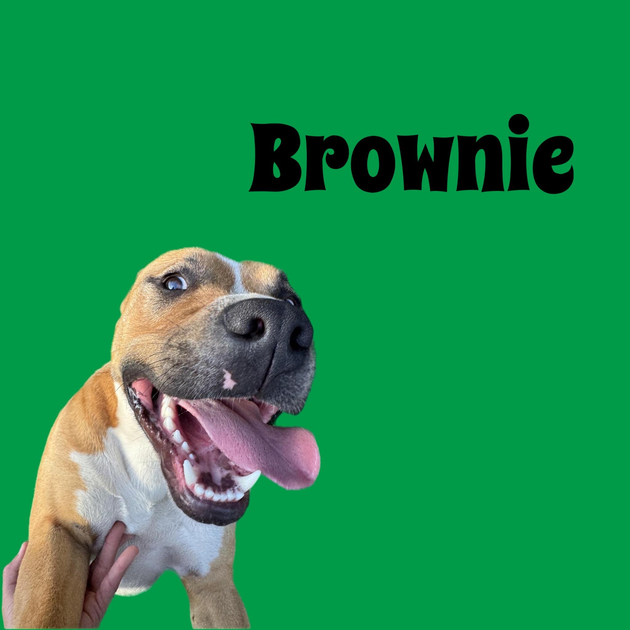 Enlarge Brownie, a Adoptable mixed breed in Pantego, TX image 1/1