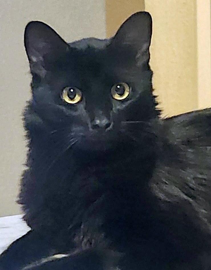 Enlarge Echo, a Adoptable Turkish Angora in Alvin, TX image 2/3