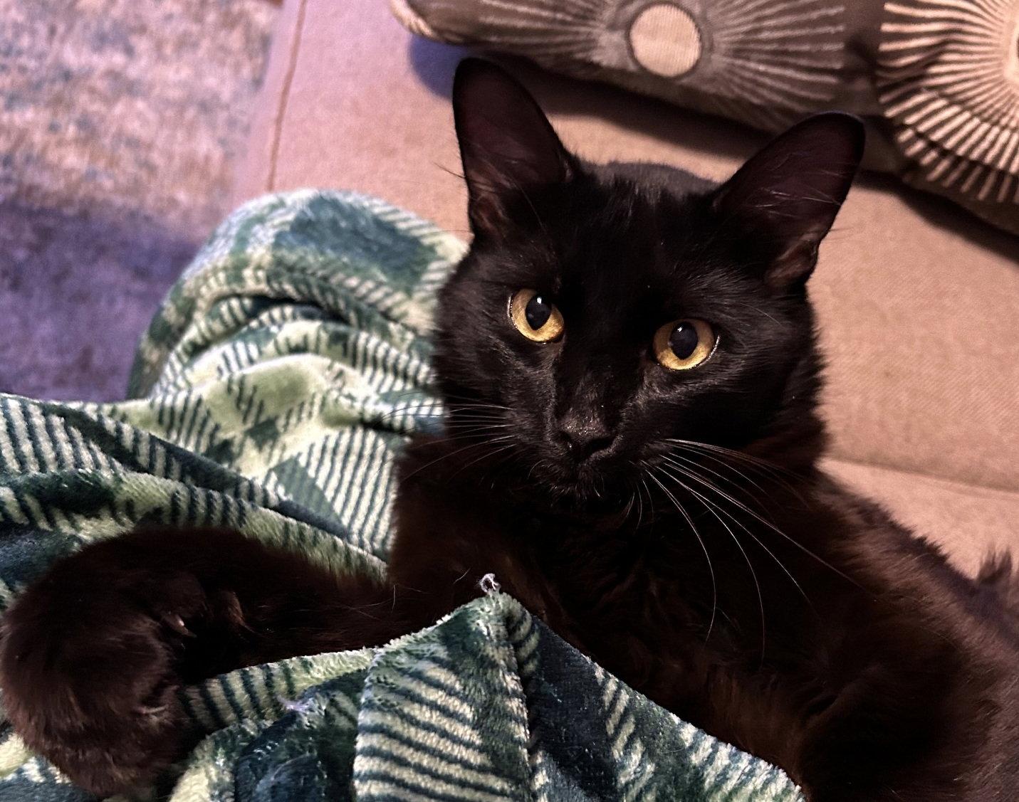 Enlarge Echo, a Adoptable Turkish Angora in Alvin, TX image 3/3