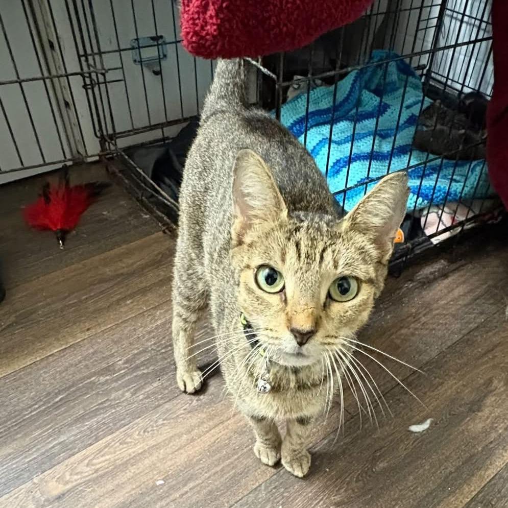 Emerald (Mom), Adoptable, Young Female Domestic Short Hair.