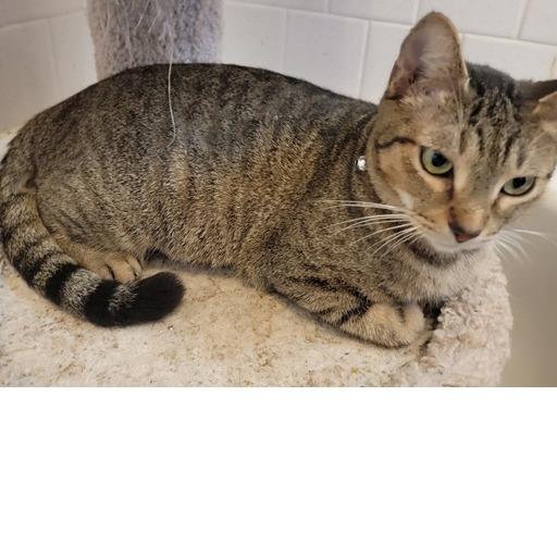 Enlarge Emerald (Mom), a Adoptable Domestic Short Hair in Baytown, TX image 2/3