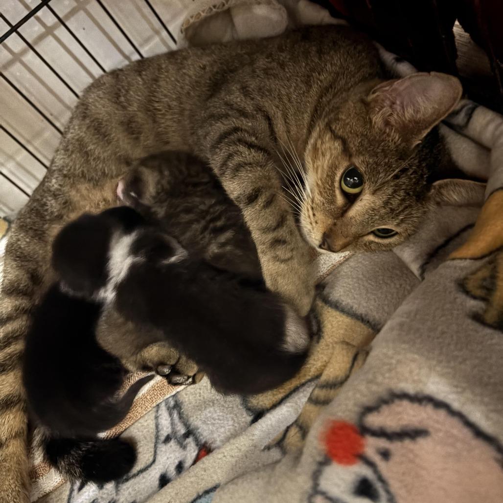 Enlarge Emerald (Mom), a Adoptable Domestic Short Hair in Baytown, TX image 2/2