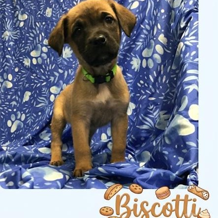 Biscotti, ADOPTABLE, Puppy Female Belgian Shepherd / Malinois.