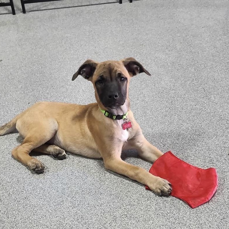 Biscotti, ADOPTABLE, Puppy Female Belgian Shepherd / Malinois.
