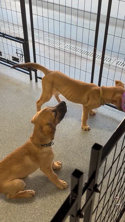 Enlarge Biscotti, a ADOPTABLE mixed breed in Minooka, IL video 3/3