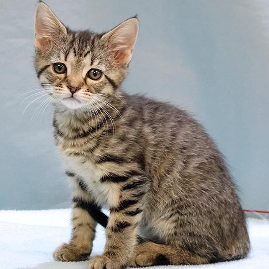 Enlarge Aurora, a Adoptable Tabby in Maynardville, TN image 1/1