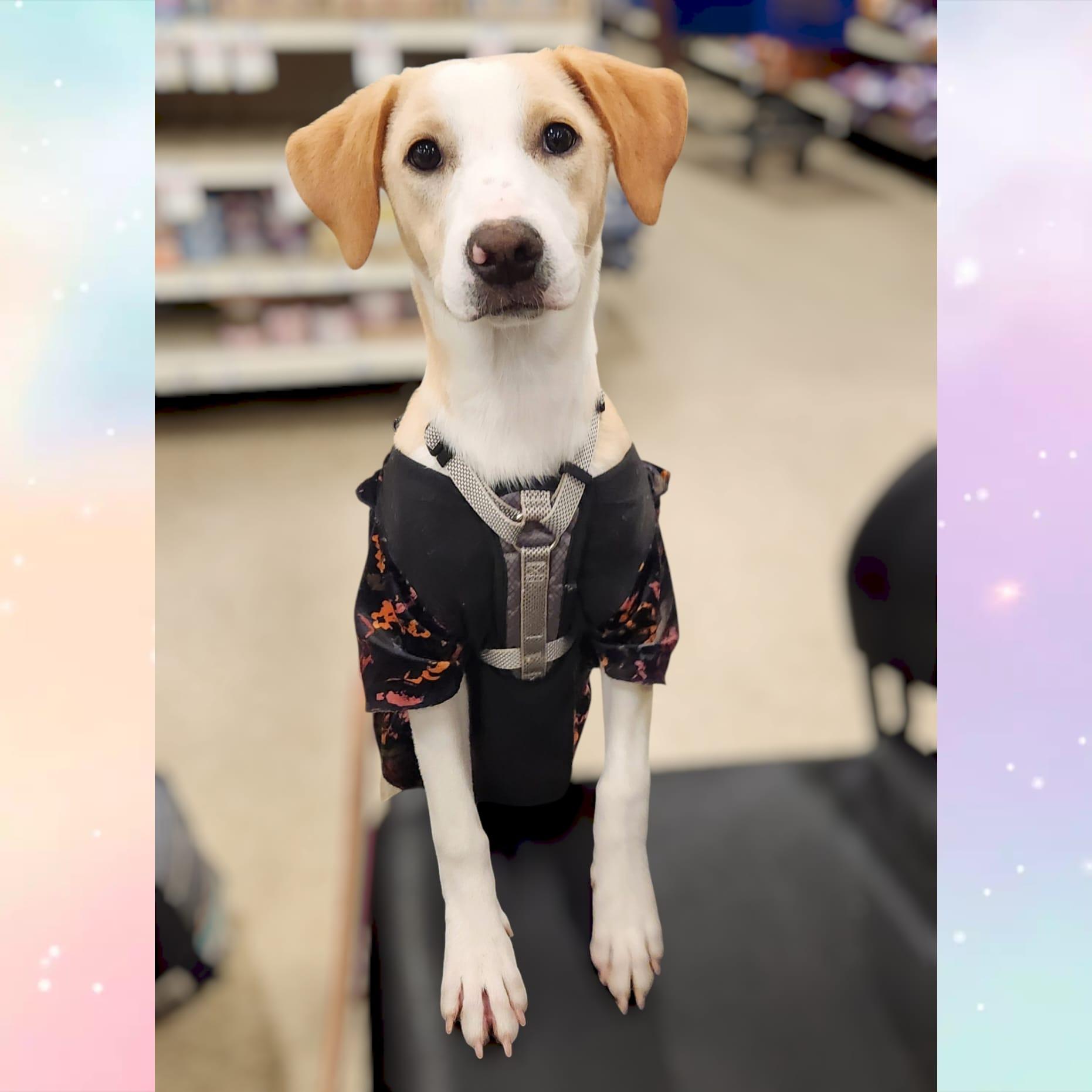 Carrie, Adopted, Puppy Female Labrador Retriever & Jack Russell Terrier.