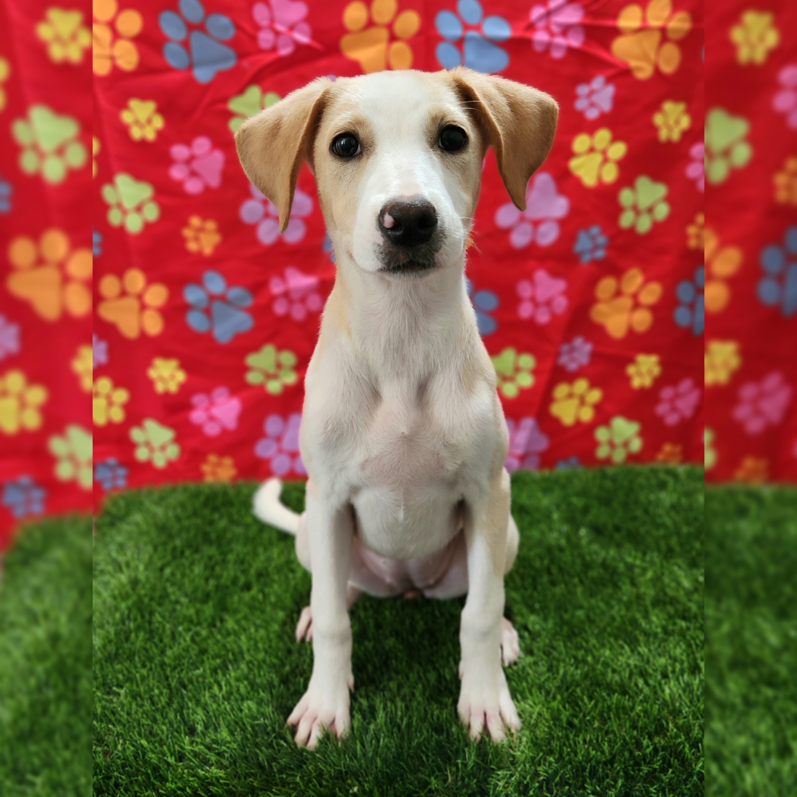 Carrie, a Adopted mixed breed in Barranquitas, PR image 1/3