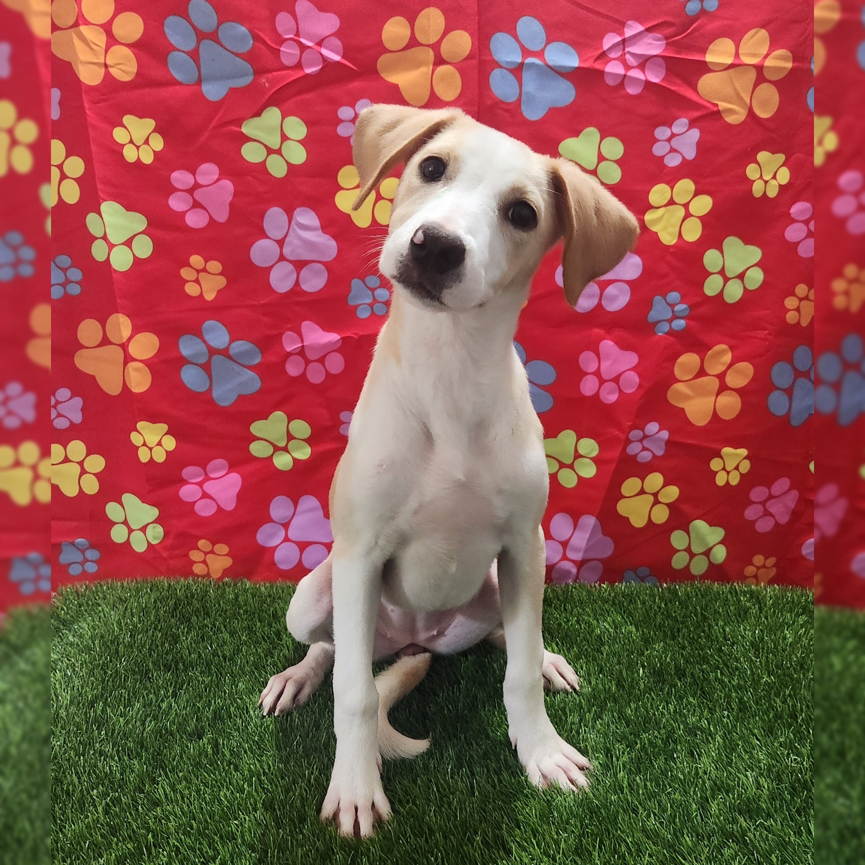 Carrie, a Adopted mixed breed in Barranquitas, PR image 3/3