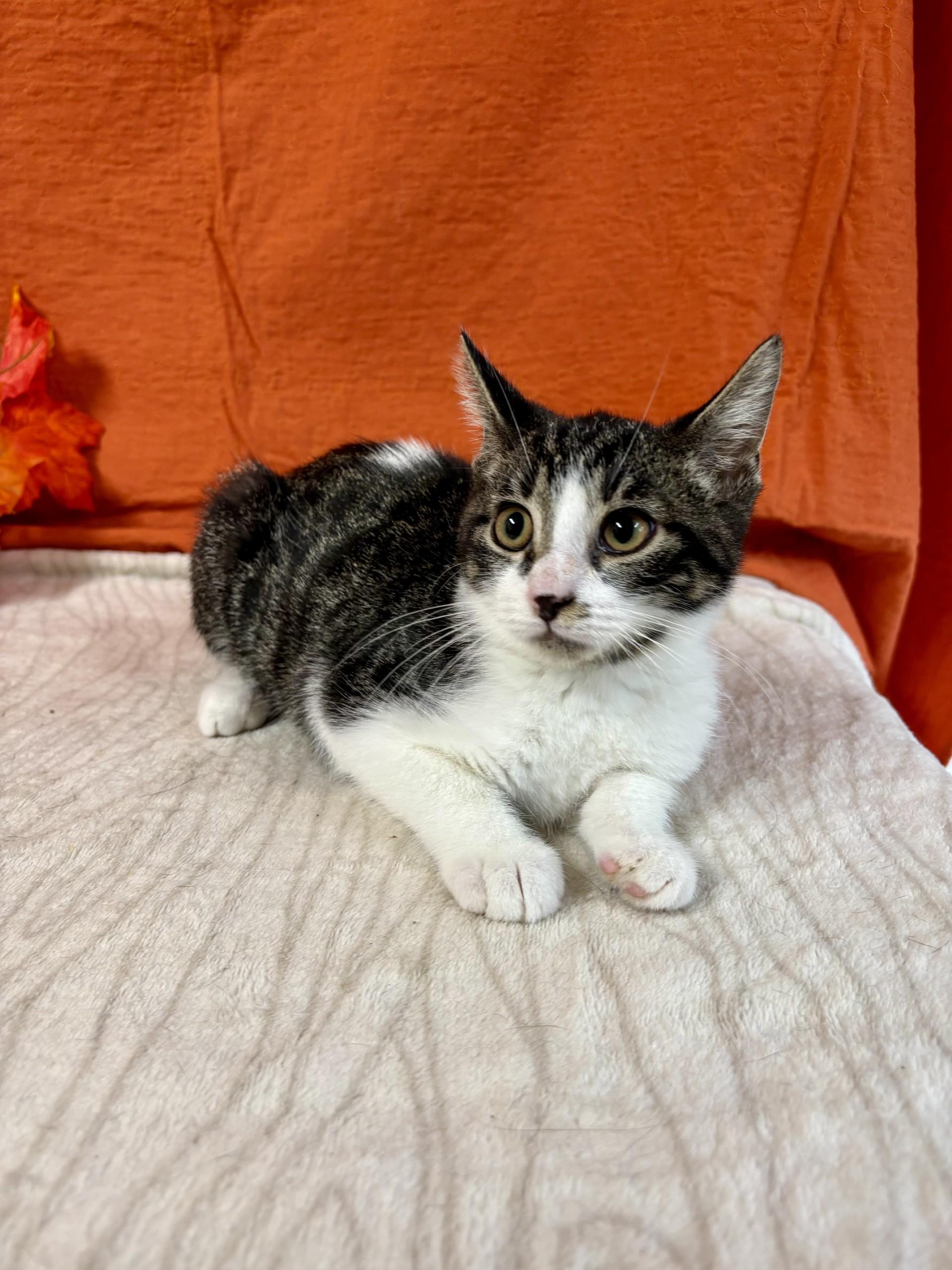 Jinx, a Adoptable mixed breed in Upper Sandusky, OH image 1/4