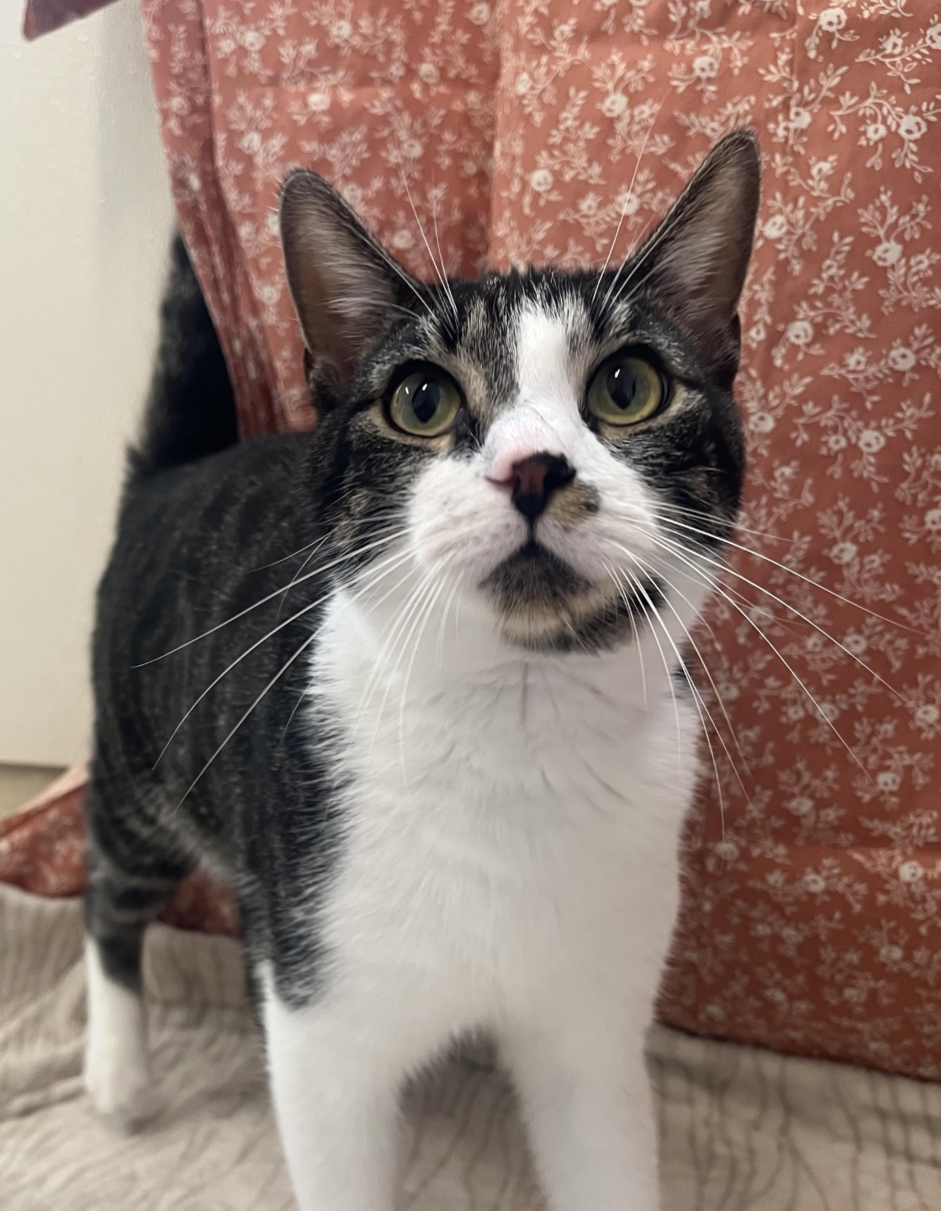 Jinx, adoptable, Young Male Domestic Short Hair.