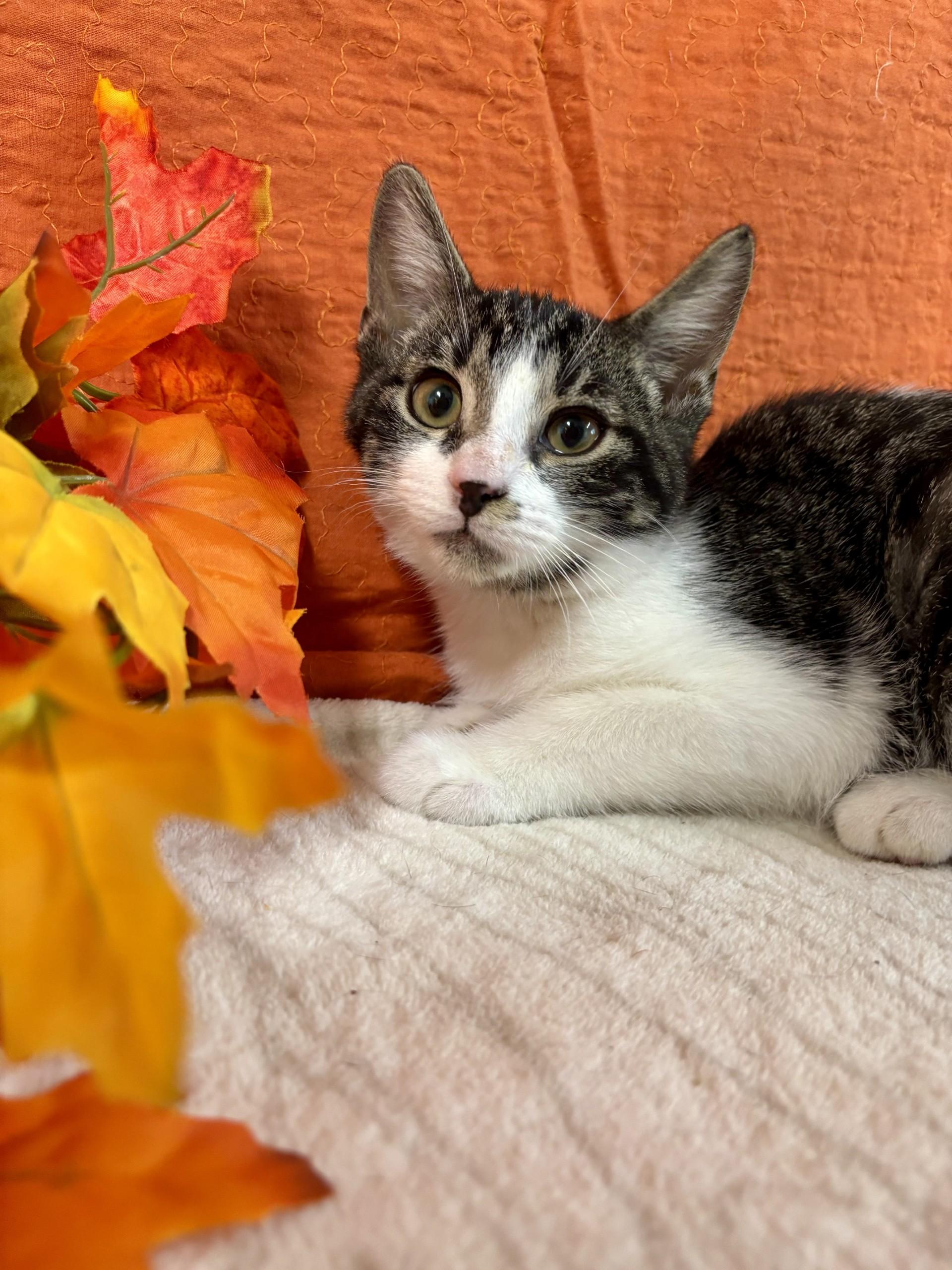 Jinx, a Adoptable mixed breed in Upper Sandusky, OH image 2/4