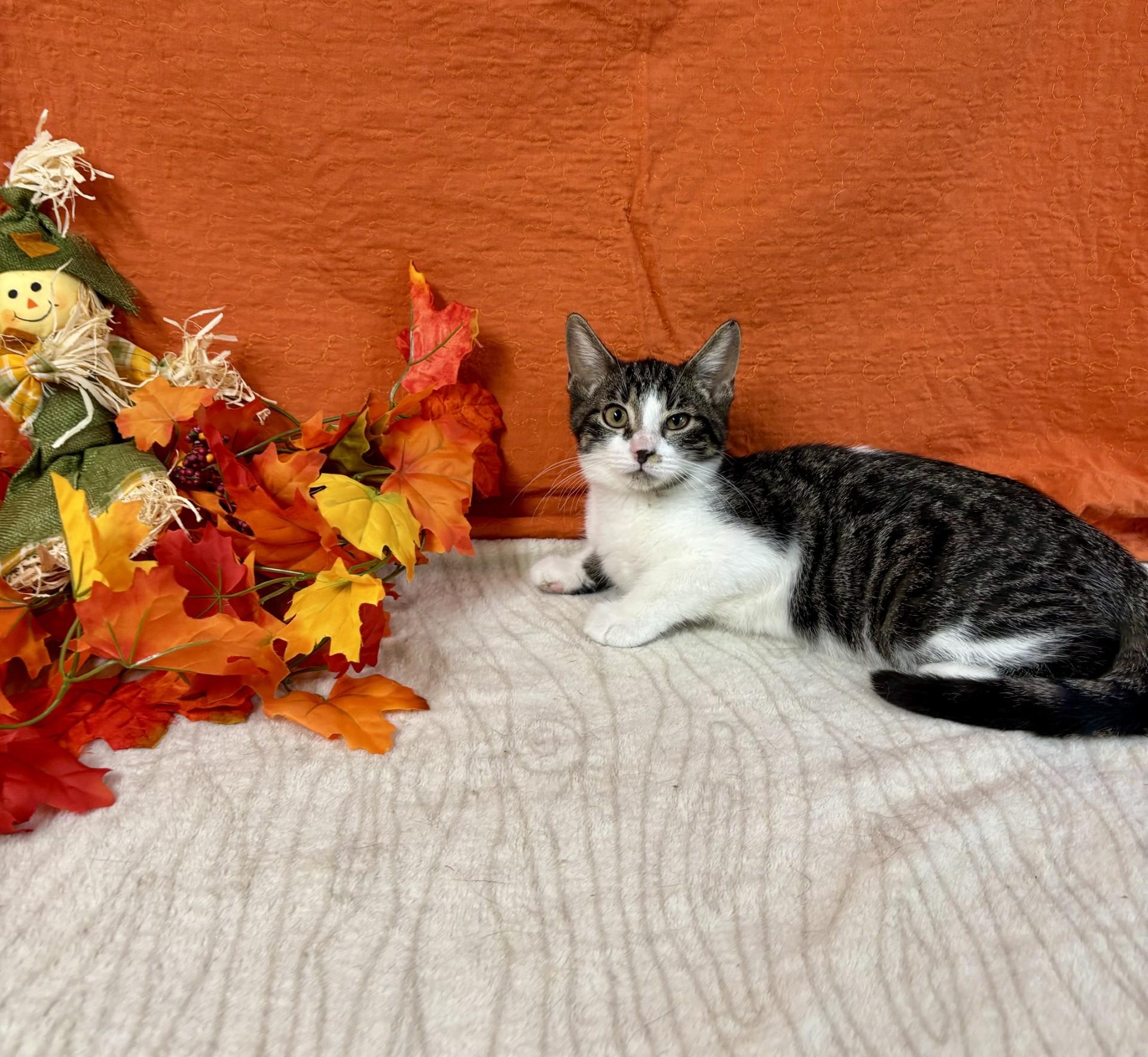 Jinx, a Adoptable mixed breed in Upper Sandusky, OH image 3/4